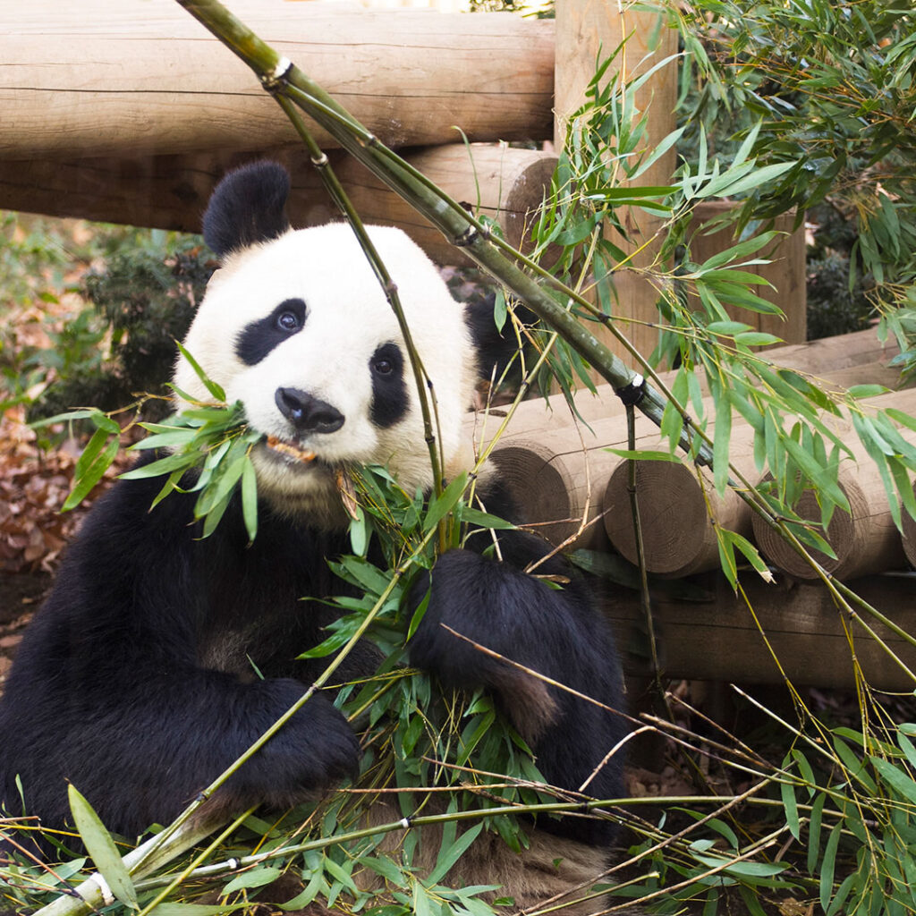 パンダが竹を食べるのは？
