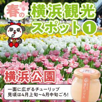 【春の横浜観光スポット①】横浜公園