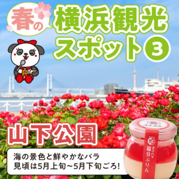 【春の横浜観光スポット③】山下公園